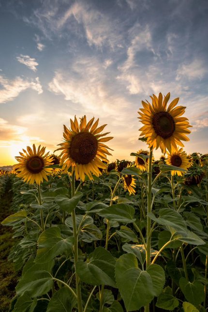 13x18 Fotoğraf Baskısı